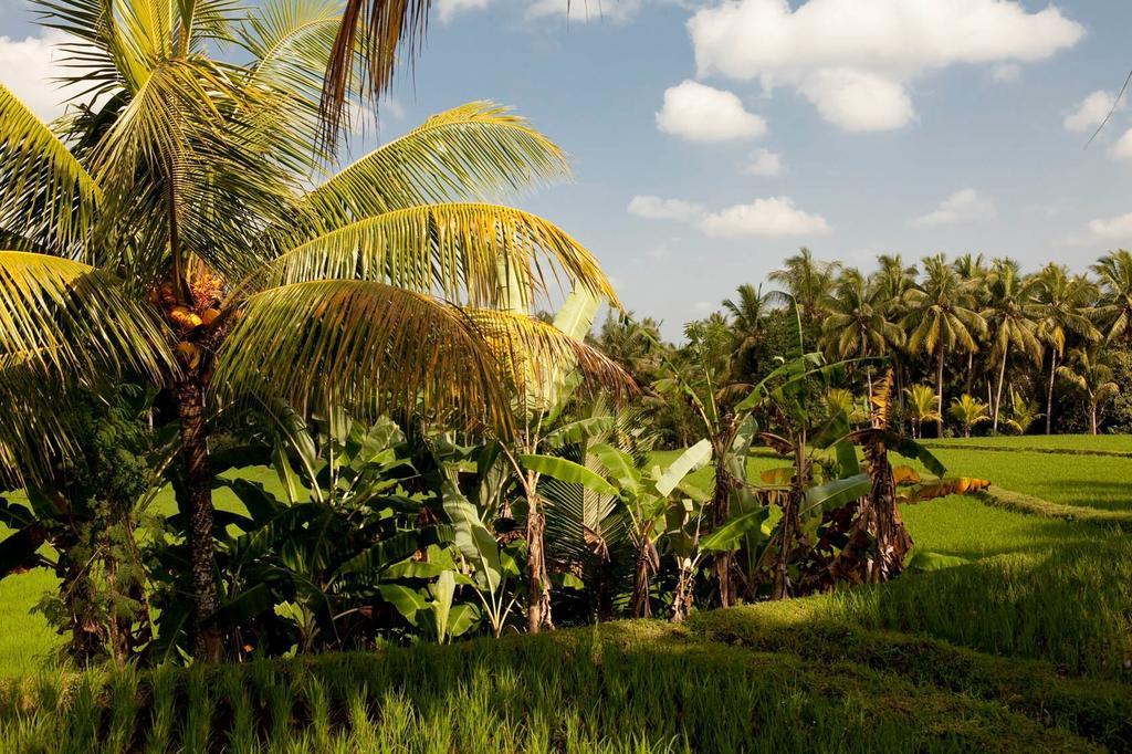 Puri Bebengan Bungalows Ubud Exteriör bild