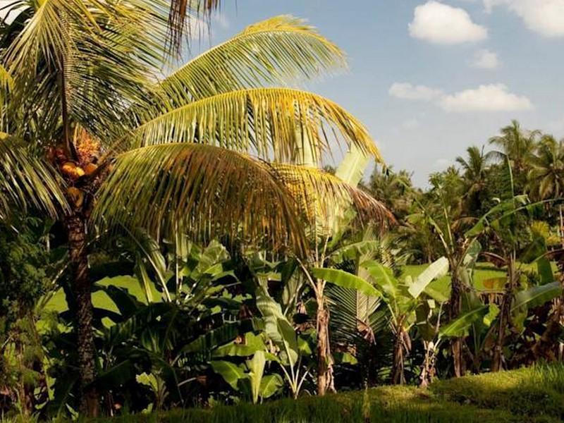 Puri Bebengan Bungalows Ubud Exteriör bild